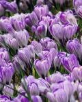 Крокус Pickwick (10 луковиц)