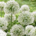 Allium Mount Everest