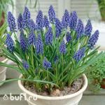 Мускари Armeniacum (10 луковиц)