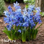 Scilla Siberica (10 луковиц)