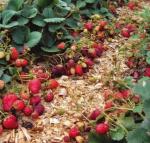 *Щепа декоративная бесцветная (береза + сосна)