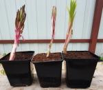 Лилия Nashville в С1