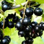 Черная смородина Бинар 1 летка