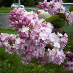 Сирень Память о Вавилове (предложение ограничено)