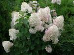 Юная гортензия метельчатая Silver Dollar