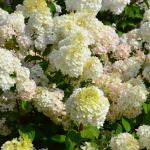 Юная гортензия метельчатая Diamantino