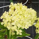 Юная гортензия метельчатая Жемчужина Фестиваля