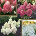 Юная гортензия метельчатая Royal Flower