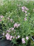 Гипсофила д10 Розовая