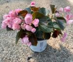 Акция Бегония д10 махровая Розовая
