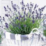 Лаванда д10 Элеганс Синяя