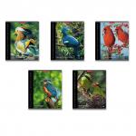 Тетрадь общая  Яркие птицы, 48 листов, клетка