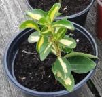 Юное растение. Бересклет Эмеральд Гаети