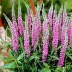 Вероника д13 Розовая