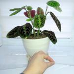 Пленка ПВХ  для подоконников