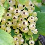 Саженец Белая смородина Ютерборгская 1 летка