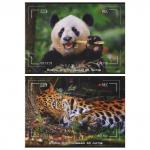 Альбом для рисования, А4, 210х297 мм, 40 л, скоба, 100 г/м2, картон мелованный, ЖИВОТНЫЕ, 2 дизайна, белый