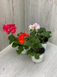 *Пеларгония д12 МИКС 3 шт. Однолетние растения