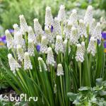 Мускари  Armeniacum Siberian Tiger (10 луковиц)