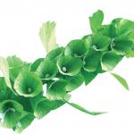 Бумага гофрированная (креповая) ДЛЯ ФЛОРИСТИКИ, 110г/м, ЗЕЛЕНАЯ, 50х250см, ОСТРОВ СОКРОВИЩ, 129151