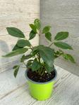 Растение в горшке Шеффлера д12 Актинофила Комнатные растения