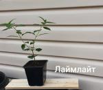 Саженец С1 Гортензия метельчатая Limelight