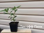 Саженец С1 Гортензия метельчатая Touch Of Pink