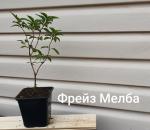 С1 Саженец Гортензия метельчатая Fraise Melba