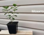 Саженец С1 Гортензия метельчатая Mojito