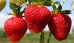 Эльвира. Садовая земляника (клубника) С3