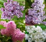 Саженец Сирень Микс