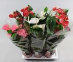 Антуриум д12/40 микс