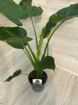Растение в горшке Алоказия д19/70 Кукулата