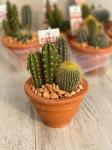 Растение в горшке Кактус д11 в керамике
