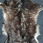 Шкура дикого горного козла, натуральная.