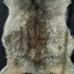 Шкура дикого горного козла, натуральная.