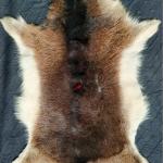 Шкура дикого горного козла, натуральная.