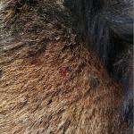 Шкура дикого горного козла, натуральная.