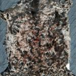 Шкура дикого горного козла, натуральная.