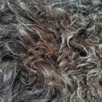 Шкура дикого горного козла, натуральная.