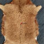 Шкура натуральная дикого горного козла.