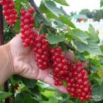 Саженец Смородина красная. Микс сортов (Голландская Красная, Йонкер Ван Тетс, Ранняя Сладкая)