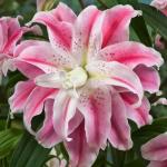 Растение. Луковица. Лилия Broken Heart. Размер 14/16