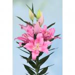 Растение. Луковица. Лилия Praiano. Размер 16/18