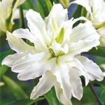 Растение. Луковица. Лилия Polar Star. Размер 14/16