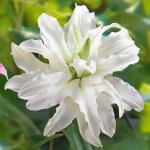 Растение. Луковица. Лилия Serene Angel. Размер 14/16