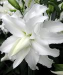 Растение. Луковица. Лилия My Wedding. Размер 14/16