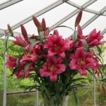 Растение. Луковица. Лилия Fedora. Размер 16/18