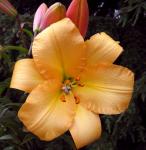 Растение. Луковица. Лилия Saltarello. Размер 16/18