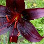 Растение. Луковица. Лилия Mapira. Размер 16/18